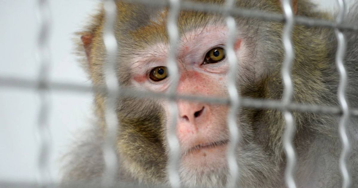 Featured image for South Carolina on Alert as 43 Monkeys Escape from Research Facility