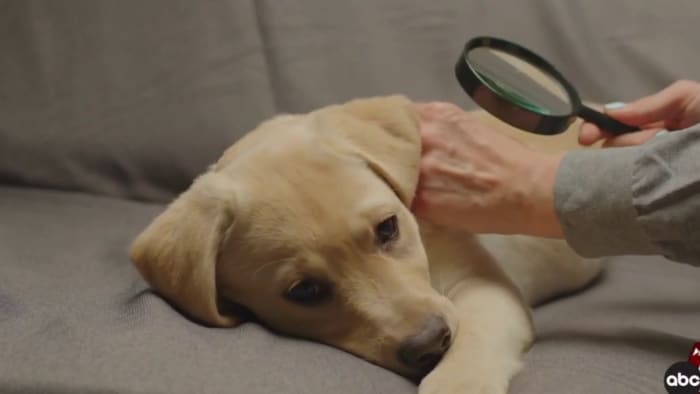 Featured image for Surge in Typhus Cases Diagnosed by San Antonio ER Doctors Linked to Flea Bites