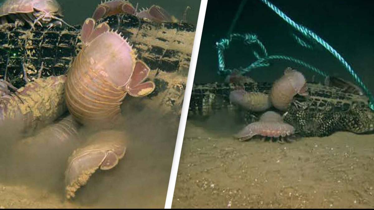 Featured image for "New Bone-Eating Creature Found in Deep Sea After Alligator Experiment"