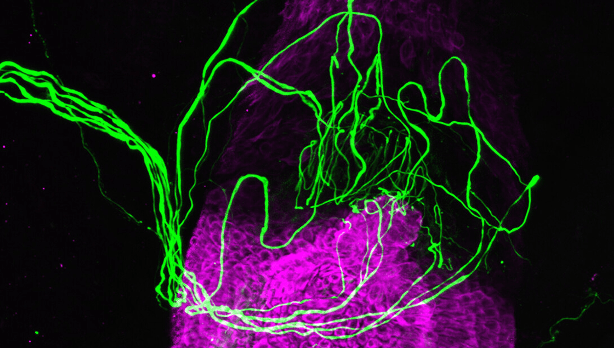 Featured image for Unveiling the Hidden Sense of Touch in Humans' Hair Follicles