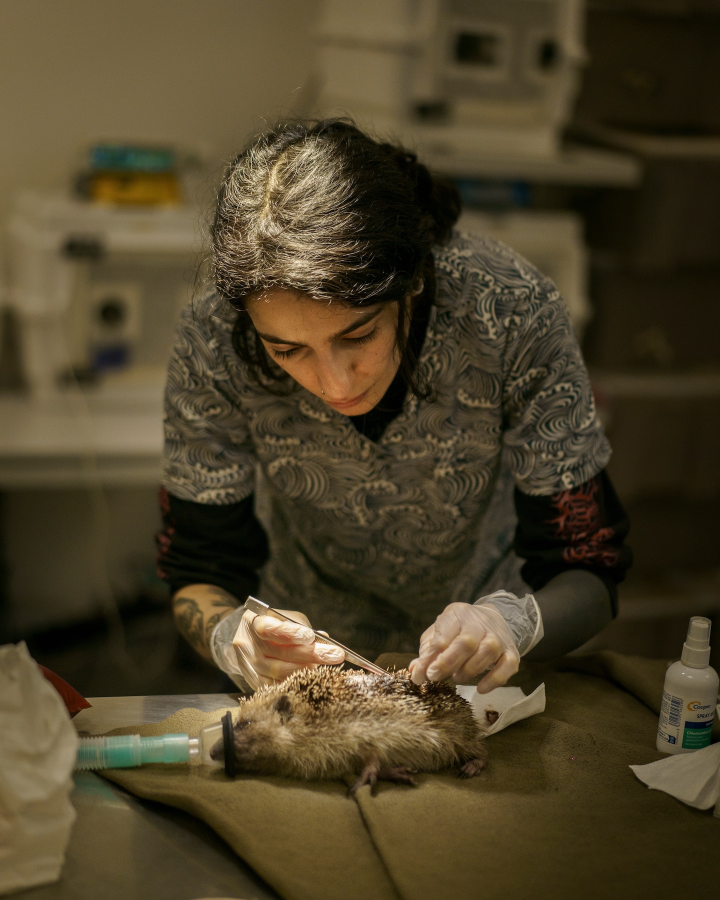 Featured image for "Wildlife Care: Paris Animal Hospital's Citywide Mission"