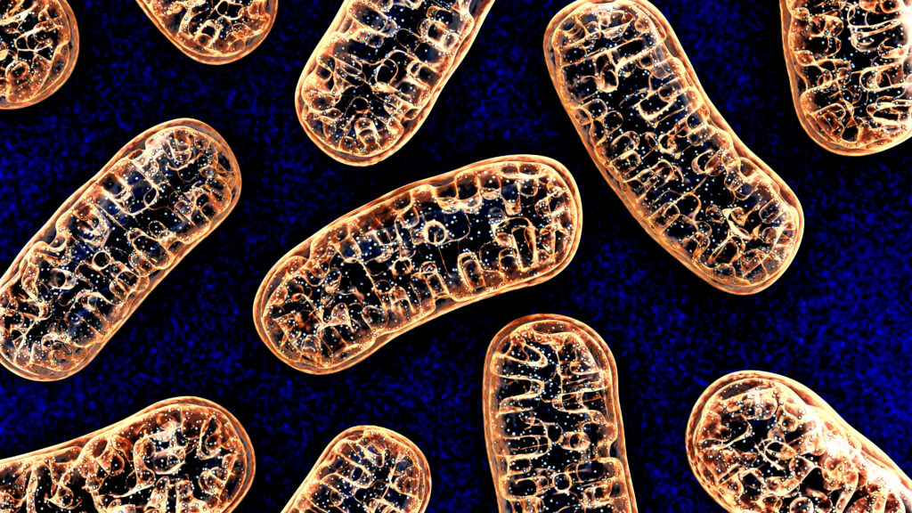 Featured image for Cancer Cells Hijack Immune Cells' Energy Source