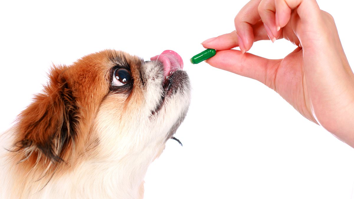 Featured image for "Americans Turning to Pet Antibiotics Due to Financial Strain"