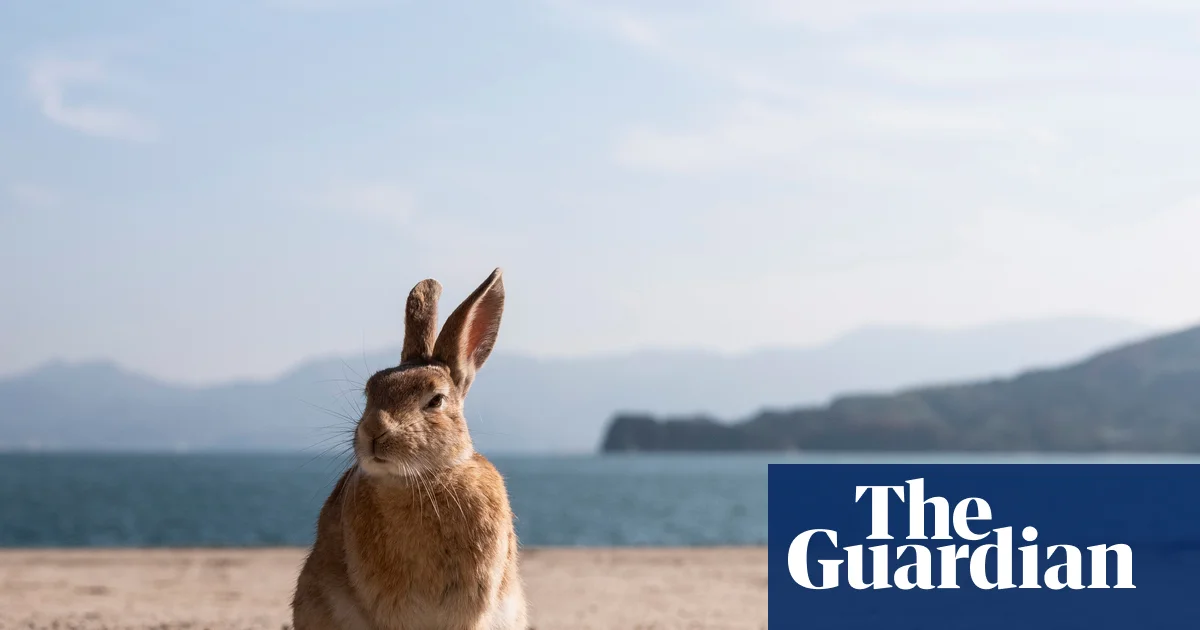 Featured image for Uninhabited Japanese Island Turns into Rabbit Paradise