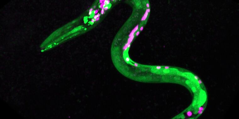 Featured image for Study shows worms get the munchies from cannabis