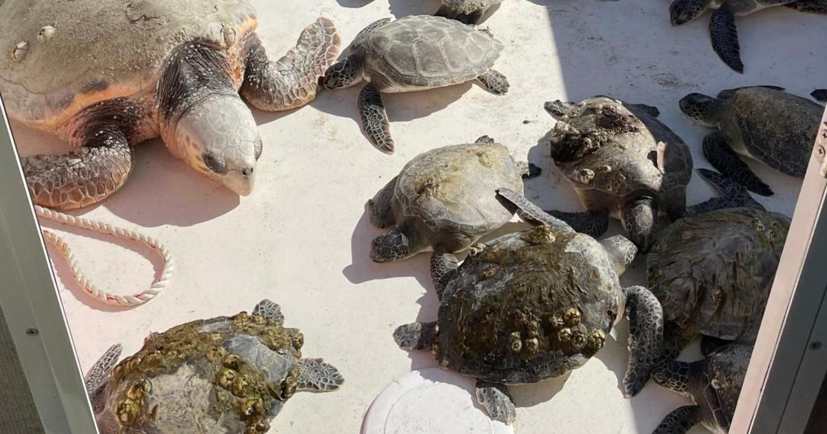 Featured image for "Rescue Efforts Save Hundreds of Paralyzed Sea Turtles Along U.S. Shores"