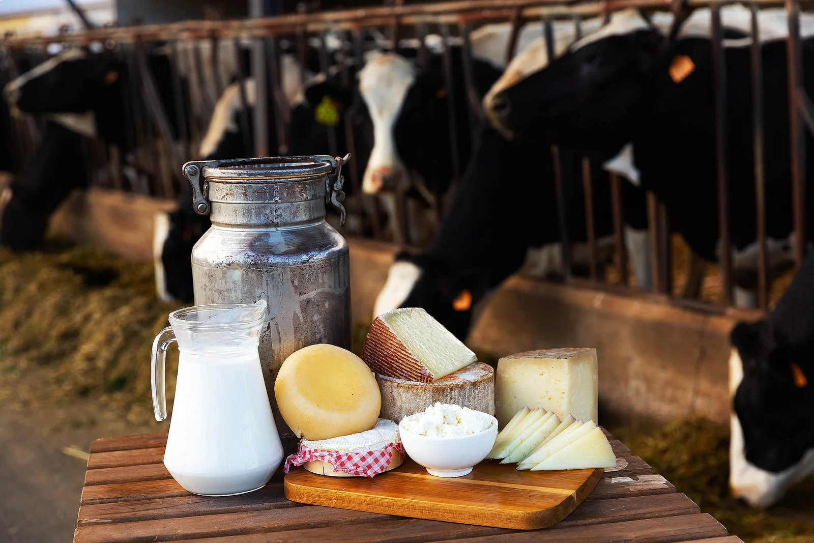 Dairy’s double-edged effect on gut bacteria