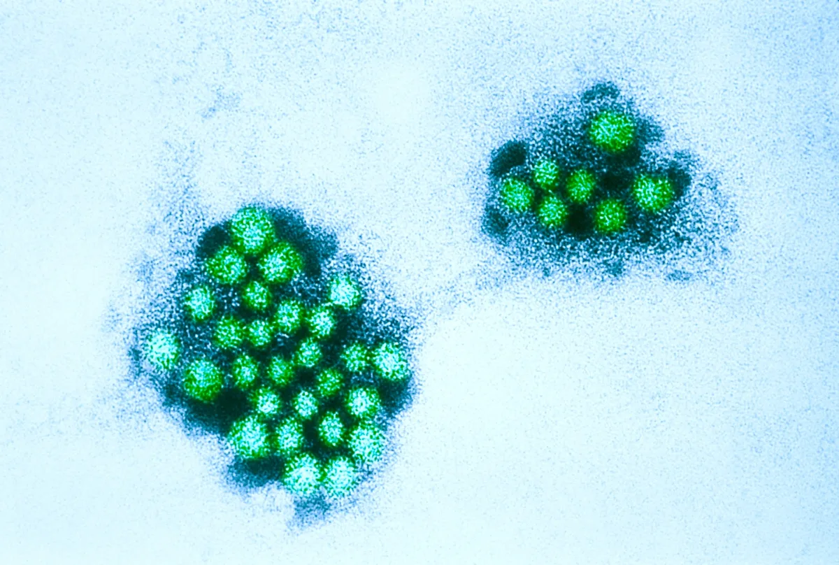 Featured image for Norovirus and Stomach Bug Outbreaks Rise Across California and U.S.