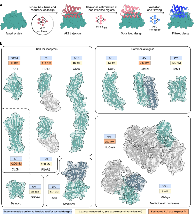 Featured image for BindCraft Enables One-Shot Design of Functional Protein Binders