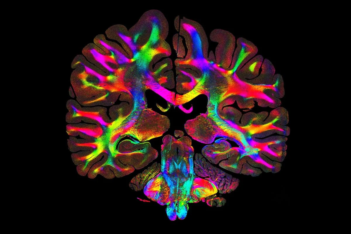 Featured image for Scientists Discover Hidden Fiber Networks in Human Tissues