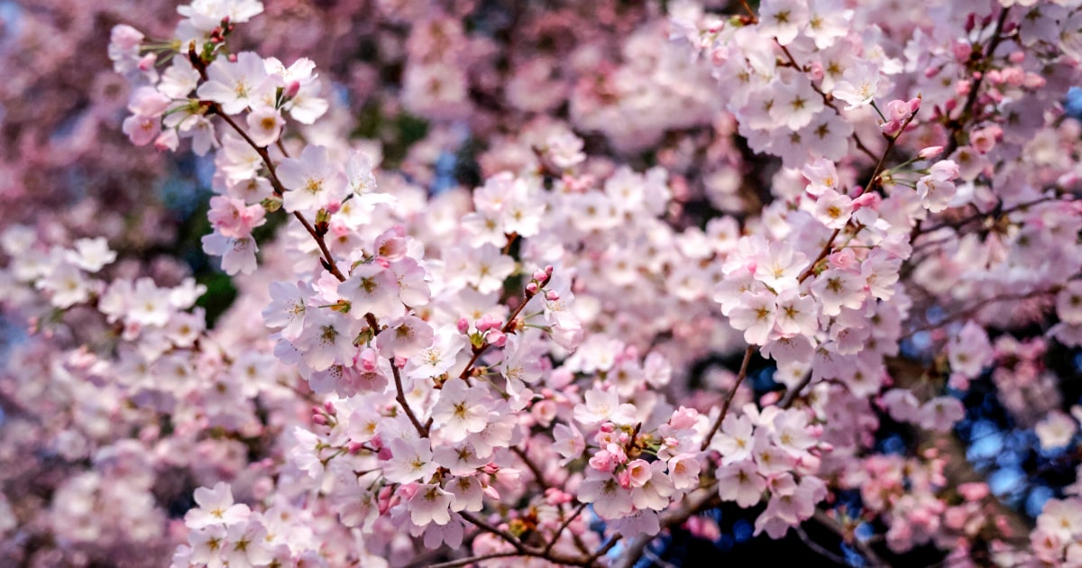 Featured image for "Japan Donates 250 Cherry Trees to Replace Tidal Basin Trees in D.C."