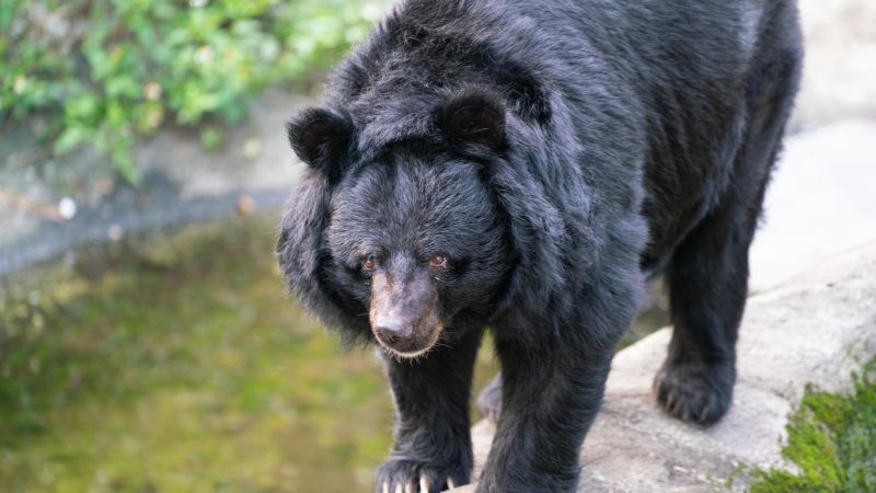 Avoiding Disaster: Properly Handling Bear and Tarantula Encounters