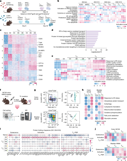 Featured image for Proteotoxic Stress and Protein Misfolding Drive T Cell Exhaustion and Immune Evasion