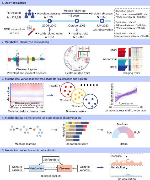 Featured image for Mapping the Plasma Metabolome to Human Health in 274,241 Adults