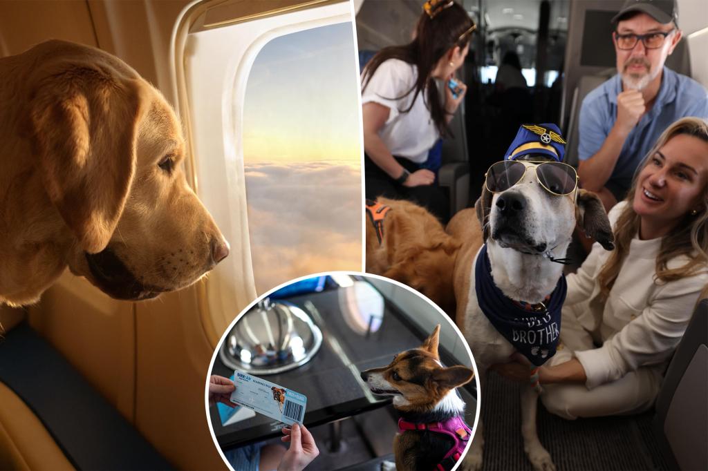 Featured image for "BARK Air: First-Class Flights for Dogs Take Off from New York"