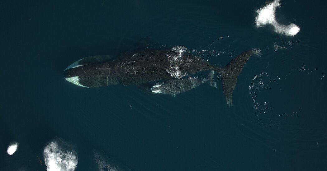 Featured image for Record-Breaking Bowhead Whale Sets New Pregnancy Duration at 23 Months