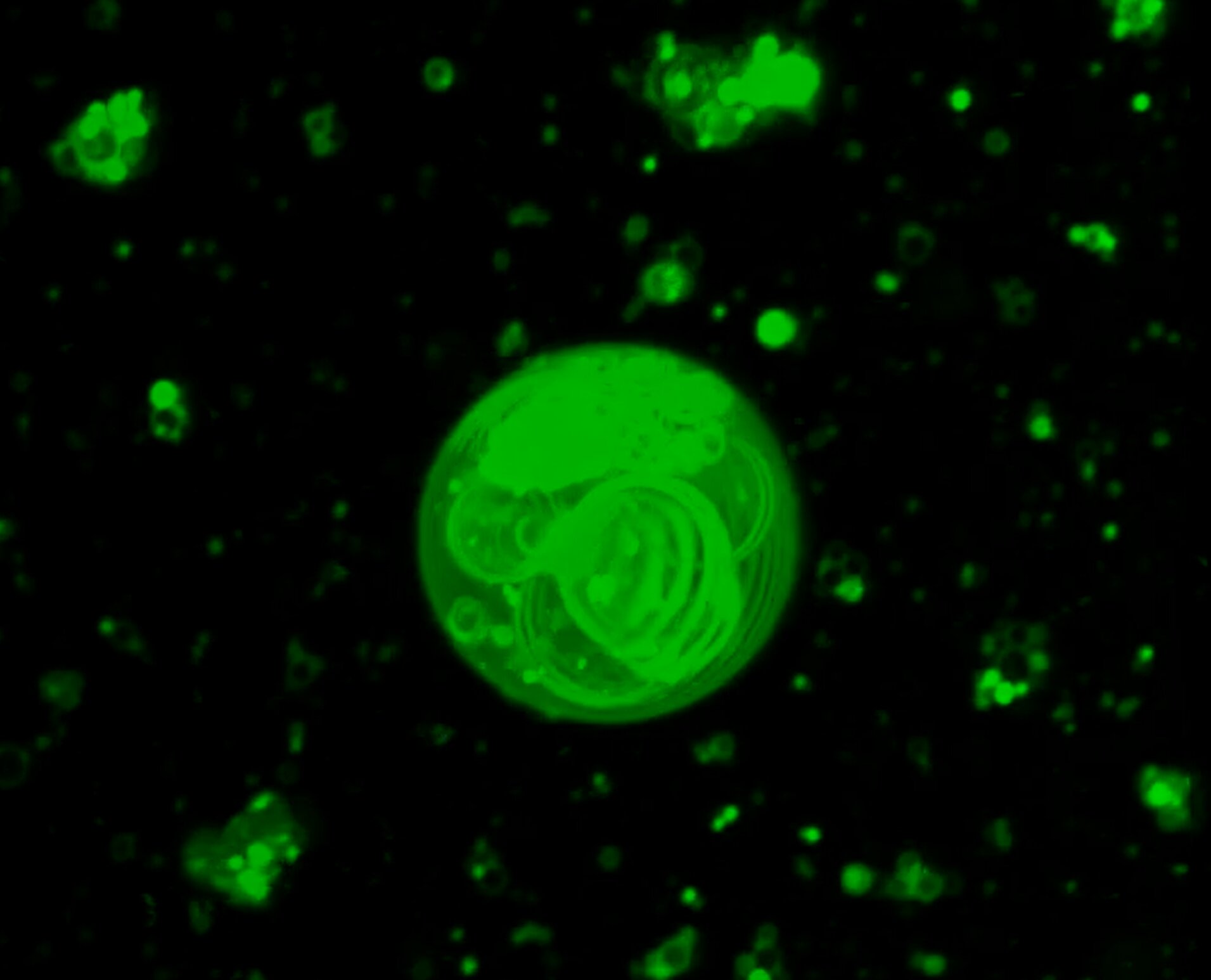 Featured image for Unraveling the Origins of Life: Insights into Earth's Early Chemical Processes