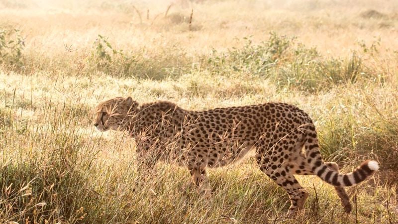 Featured image for Mixed Results for Cheetah Conservation Efforts in India