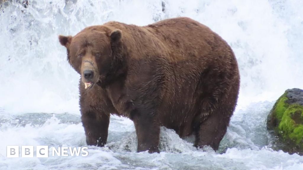 Featured image for Chunk Crowned Fat Bear Week 2025 Champion in Alaska