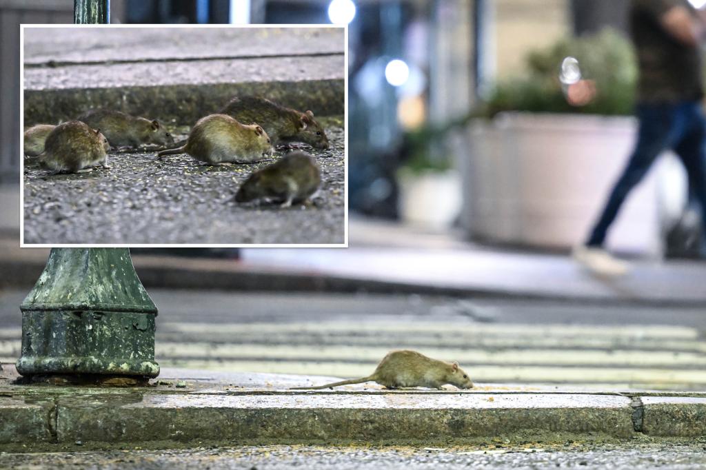 Featured image for "Rising Cases of Deadly Leptospirosis Linked to Rat Urine in NYC and India"