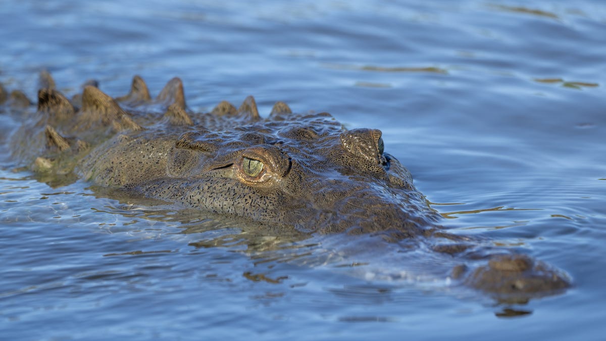 Female Crocodile in Costa Rica Has First Known Virgin Birth