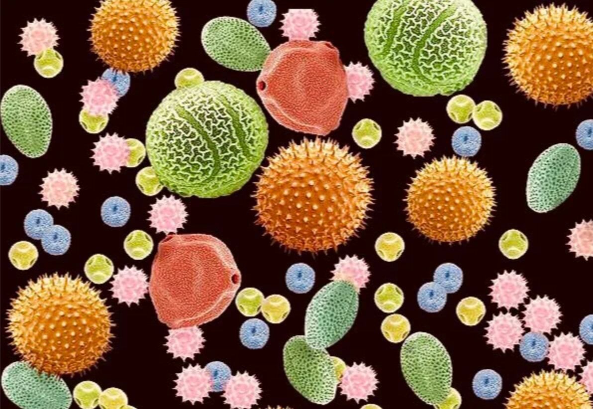 Featured image for "Pollen Unveils the Rise and Fall of the Roman Empire"