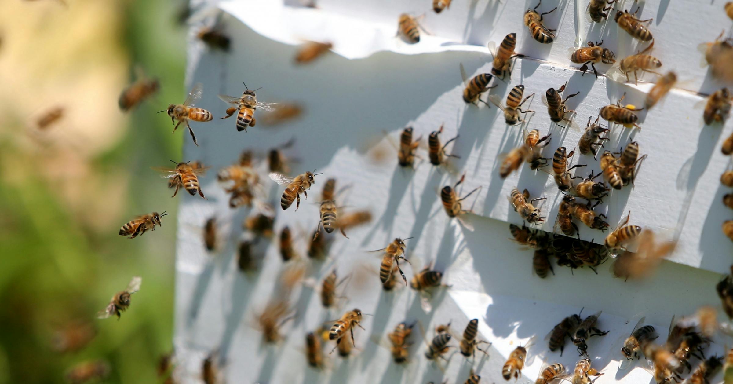 Featured image for Minnesota Honeybee Decline Linked to Mites and Warm Fall