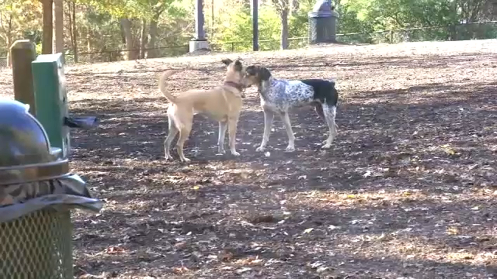 Featured image for Nationwide Outbreak: Mystery Dog Illness Spreads Rapidly, Vets Issue Warnings