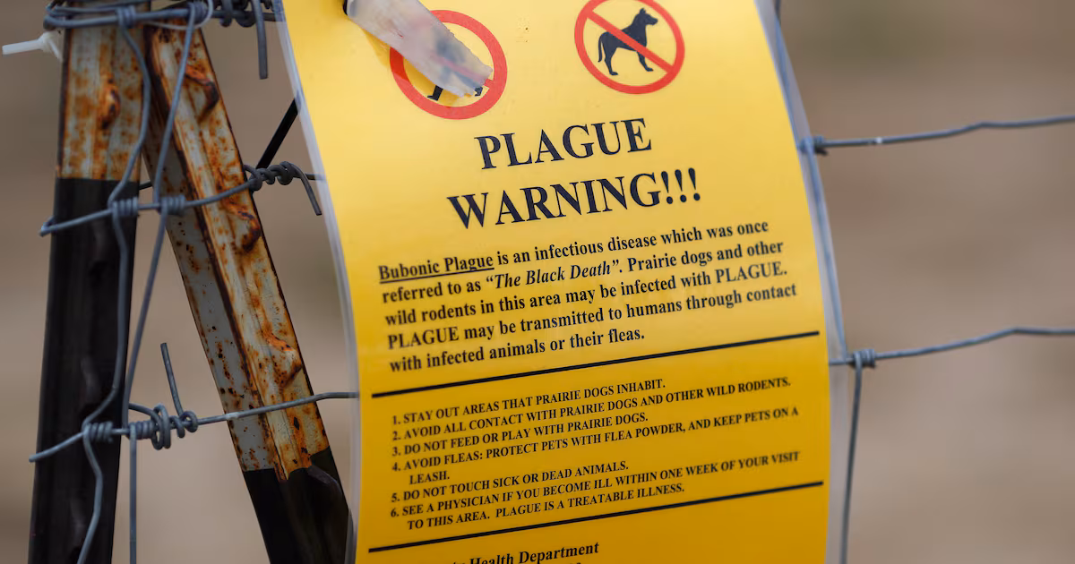 Featured image for First Plague Death in Arizona Since 2007 Sparks Health Alerts