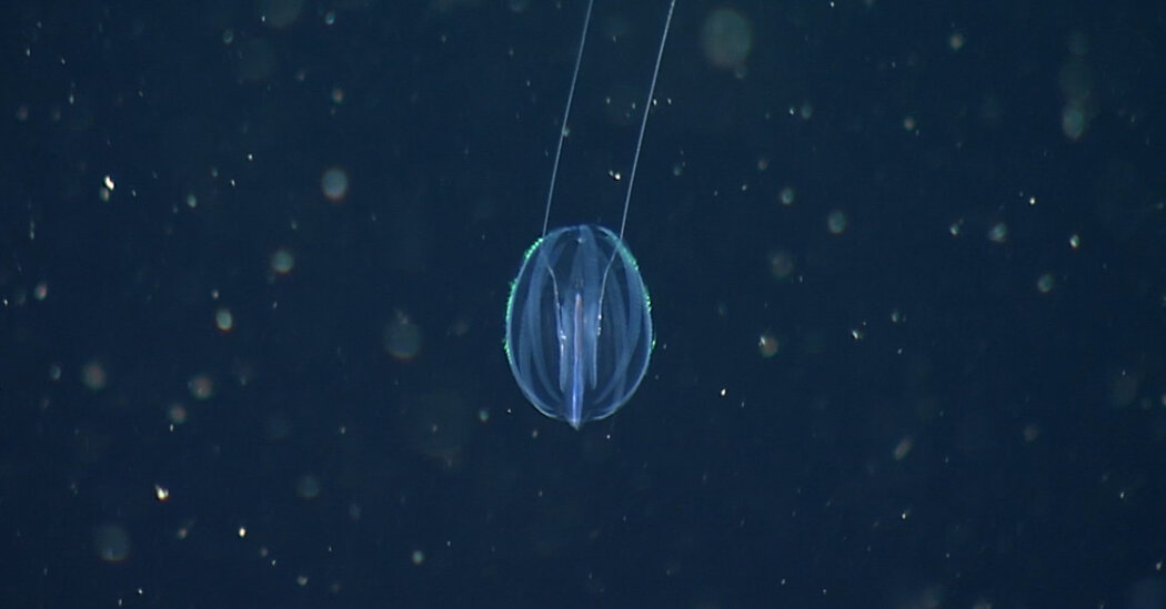 Featured image for Illuminating Discoveries in Early Animal Evolution and Extinction