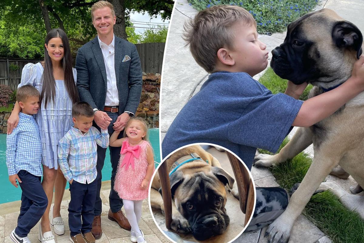 Featured image for Sean Lowe's family dog bites son, leads to rehoming.