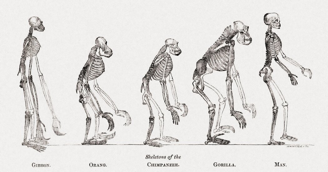 Featured image for Genetic Discoveries Behind Human Bipedalism and Pelvis Evolution