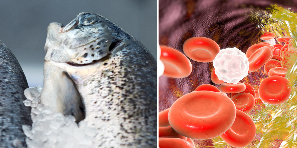 "Salmon Unveiled as Ultimate Cholesterol-Lowering Fish in Recent Study"