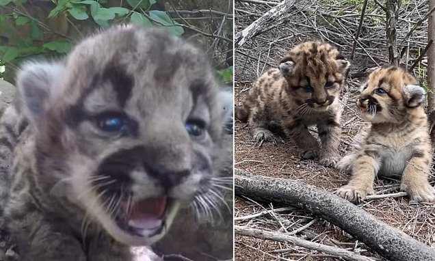 Featured image for Playful Mountain Lion Kittens Show Their Roaring Potential to Scientists in California