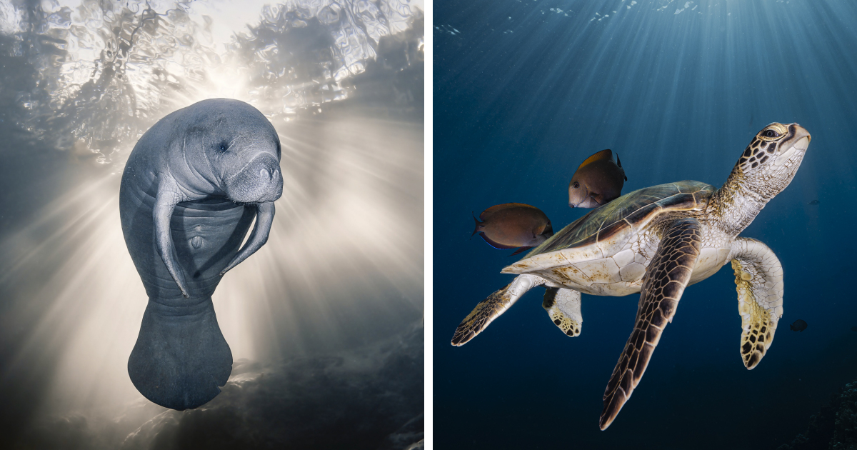 Featured image for "Ocean Photography Awards 2023: Captivating Images of Marine Life"