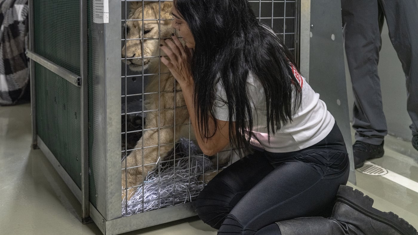 Featured image for Lion Cub Rescued from Lebanon Finds New Home in South Africa