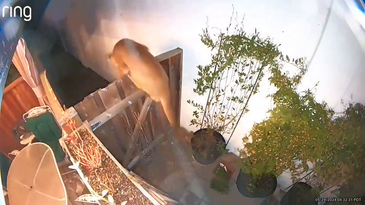 "Milpitas Reports Two Mountain Lion Sightings in One Day"