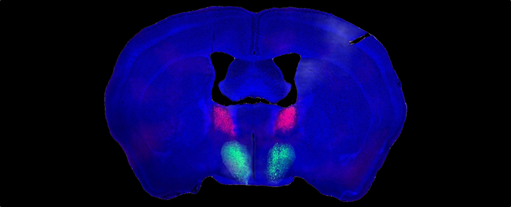 Featured image for "Unlocking the Secrets of Male Desire: Brain Circuit Discovery in Mice"