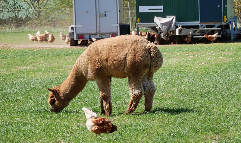 Featured image for "Avian Flu Outbreak Hits Idaho Alpacas"