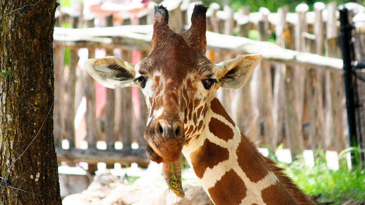Featured image for Dallas Zoo Euthanizes 15-Year-Old Giraffe Ferrell Following Fall-Related Injuries