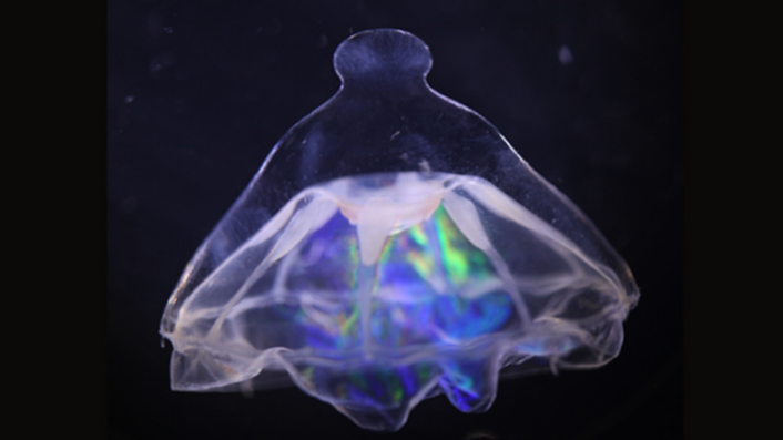 Featured image for Deep-Sea Barrier Splits Jellyfish Cousins in the Atlantic