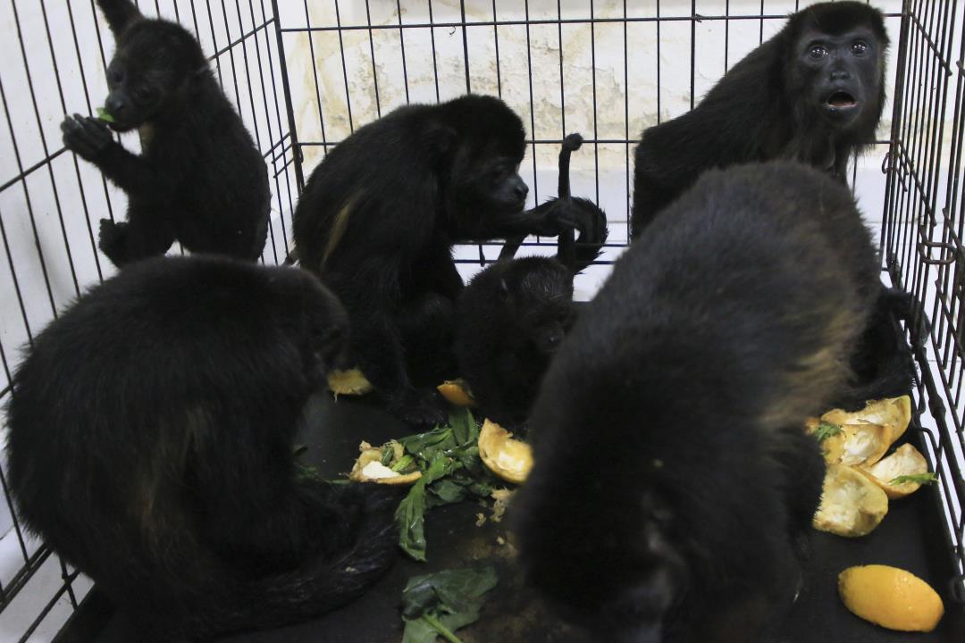 "Deadly Heatwave in Mexico Causes Howler Monkeys to Fall from Trees"