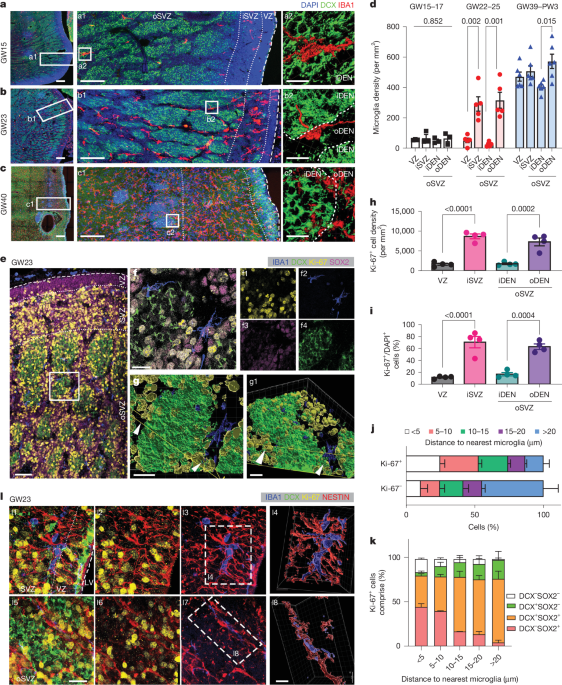 Featured image for Microglia Influence Prenatal GABAergic Neurogenesis via IGF1