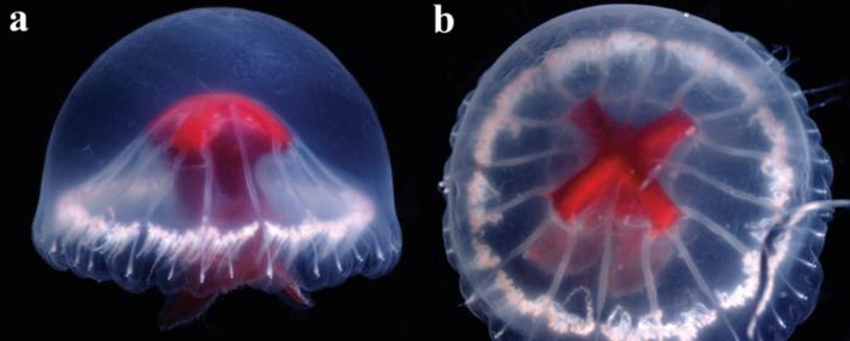 "Rare Red-Crossed Medusa: New Jellyfish Species Found in Japan"