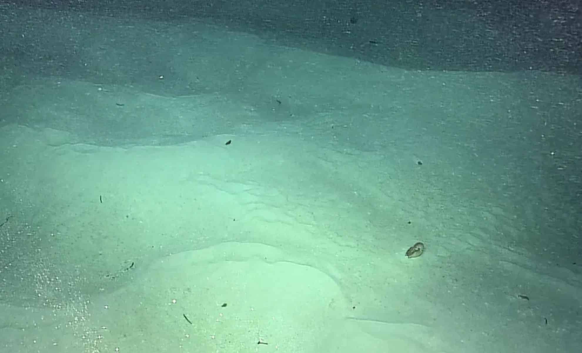 Featured image for Unchanged Sea Creature from Dinosaur Era Discovered