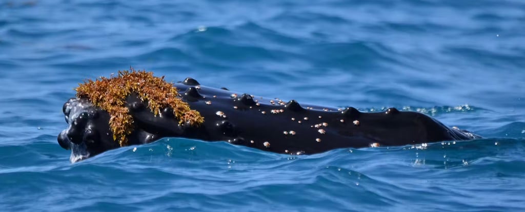 Featured image for The Surprising Trend of Whales Wearing Seaweed Hats