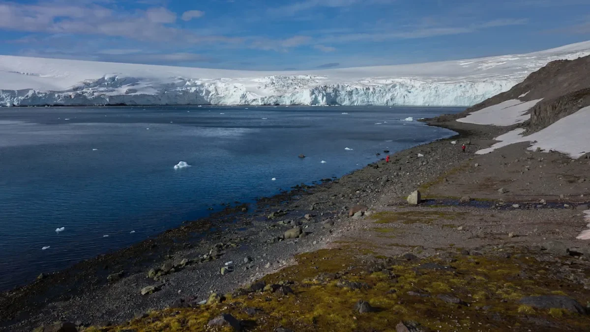 Antarctic Skua Die-Off Tied to Global Bird Flu Spread