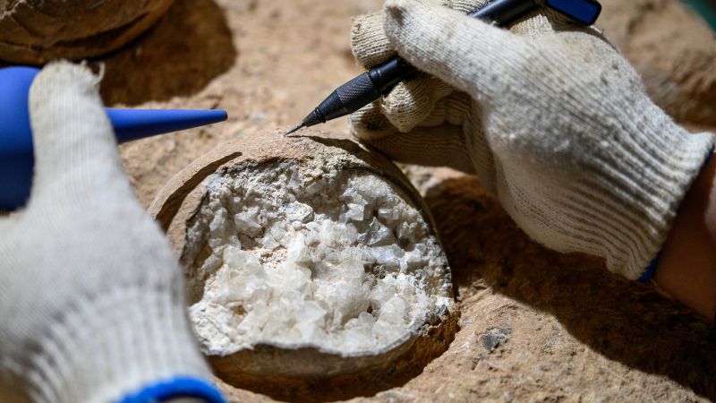Featured image for Dinosaur eggs dated to 86 million years ago offer new insights into Cretaceous climate