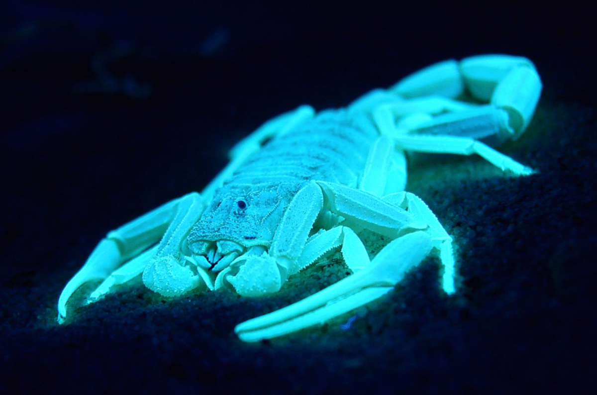 Featured image for "Mammals Found to Frequently Exhibit Fluorescence, Scientists Reveal"