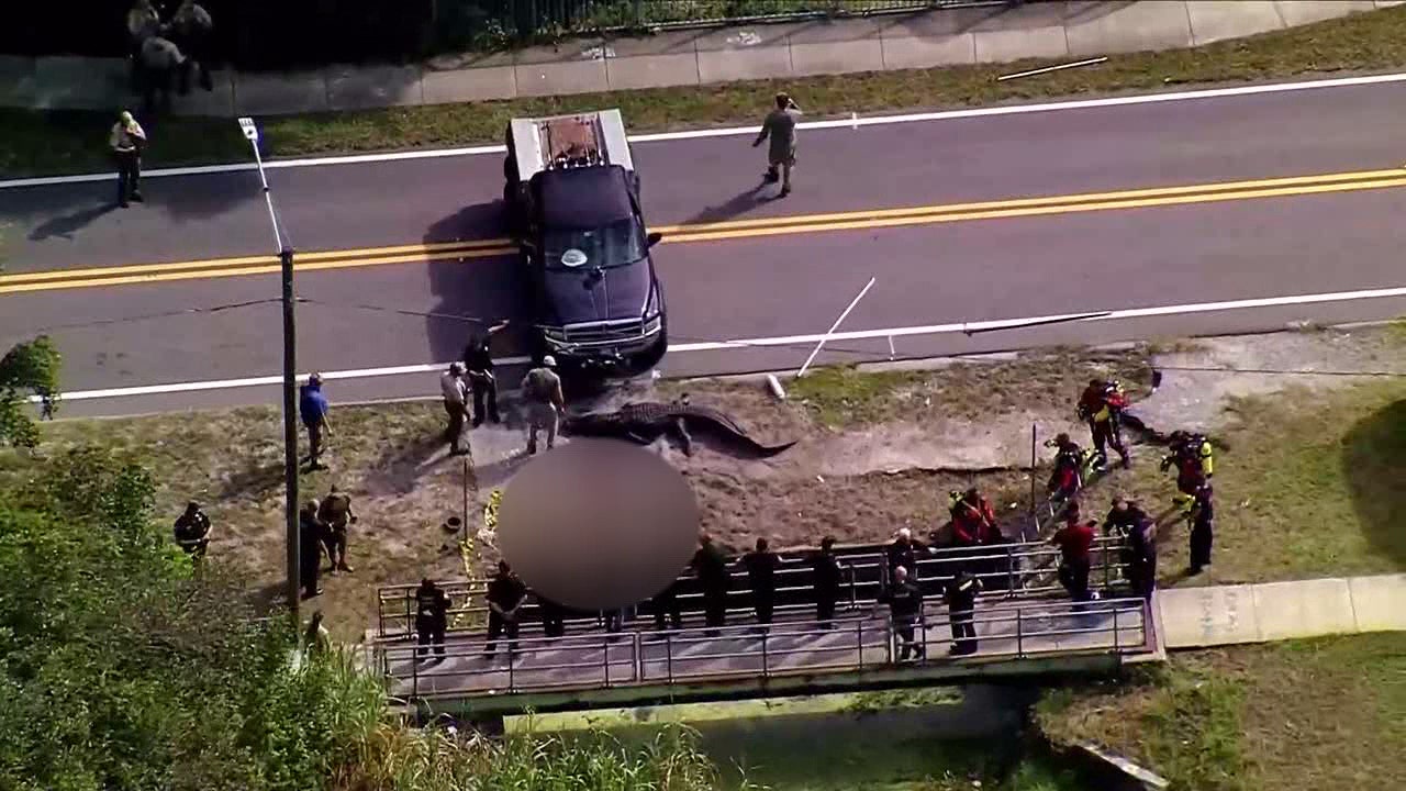 Investigation Launched into Death Involving Massive Florida Alligator